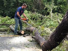 Professional Tree Care in Brookdale, CA