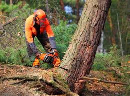 Best Utility Line Clearance  in Brookdale, CA