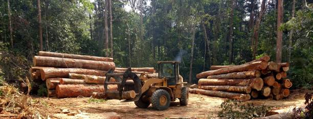 Best Hazardous Tree Removal  in Brookdale, CA