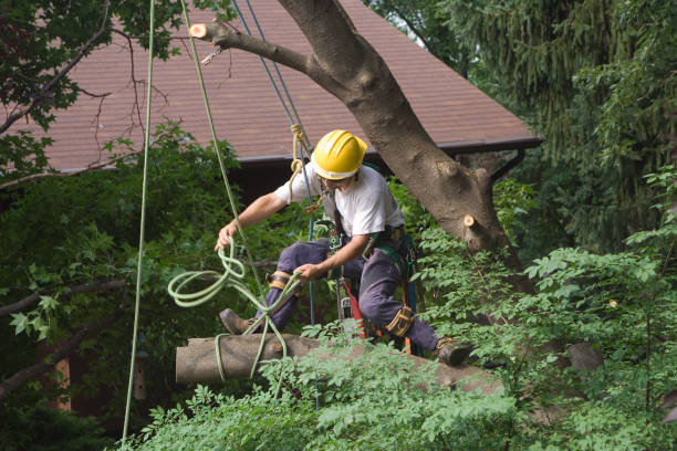 Best Tree Removal  in Brookdale, CA