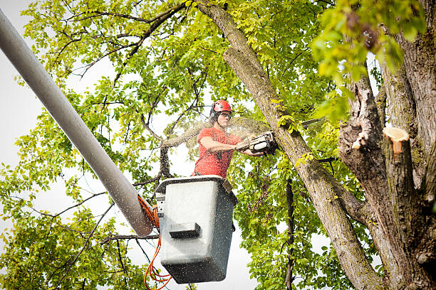 Best Hedge Trimming  in Brookdale, CA