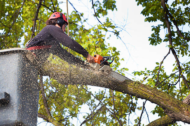 Best Leaf Removal  in Brookdale, CA