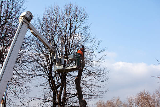 Best Arborist Consultation Services  in Brookdale, CA