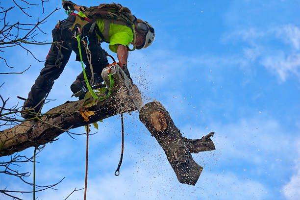 Best Soil Testing and Treatment  in Brookdale, CA