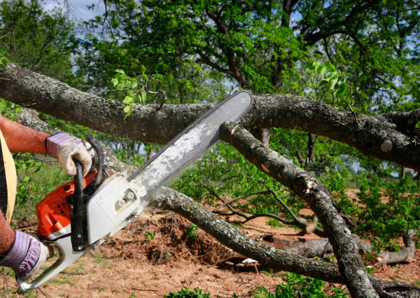 Best Lot and Land Clearing  in Brookdale, CA
