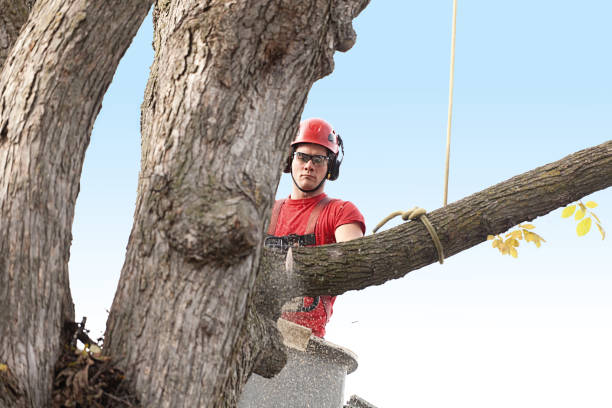 How Our Tree Care Process Works  in  Brookdale, CA